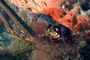 slides/IMG_8616_Edit.jpg Coral Sea Fans Rocks, Lobster, Lobstering then Spearfising Hog1 July 28 2010 IMG_8616_Edit