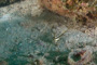 slides/IMG_8617_Edit.jpg Coral Sea Fans Rocks, Jackknife, Lobstering then Spearfising Hog1 July 28 2010 IMG_8617_Edit