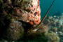 slides/IMG_8618_Edit.jpg Coral Sea Fans Rocks, Highhat, Lobster, Lobstering then Spearfising Hog1 July 28 2010 IMG_8618_Edit