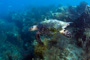 slides/IMG_8757_Edit.jpg Coral Sea Fans Rocks, Looe Key July 30 2010, Turtle IMG_8757_Edit