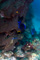 slides/IMG_8818_Edit.jpg Coral Sea Fans Rocks, Looe Key July 30 2010 IMG_8818_Edit