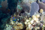 slides/IMG_8828_Edit.jpg Coral Sea Fans Rocks, Looe Key July 30 2010, Queen Angel IMG_8828_Edit