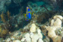 slides/IMG_8830_Edit.jpg Coral Sea Fans Rocks, Looe Key July 30 2010, Queen Angel IMG_8830_Edit