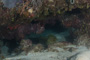 slides/IMG_8877.jpg Coral Sea Fans Rocks, Green Moray, Looe Key July 30 2010 IMG_8877