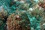 slides/IMG_8928_Edit.jpg Coral Sea Fans Rocks, OkieDokie, Spearfishing Atlantic July 31 2010 IMG_8928_Edit