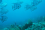 slides/IMG_8950.jpg Coral Sea Fans Rocks, OkieDokie, Spadefish, Spearfishing Atlantic July 31 2010 IMG_8950