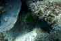 slides/IMG_8954_Edit.jpg Coral Sea Fans Rocks, Green Moray, OkieDokie, Spearfishing Atlantic July 31 2010 IMG_8954_Edit