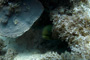 slides/IMG_8955_Edit.jpg Coral Sea Fans Rocks, Green Moray, OkieDokie, Spearfishing Atlantic July 31 2010 IMG_8955_Edit