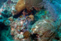 slides/IMG_8964_Edit.jpg Coral Sea Fans Rocks, Lane Snapper, OkieDokie, Porkfish, Queen Angel, Spearfishing Atlantic July 31 2010 IMG_8964_Edit