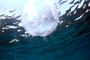 slides/IMG_8985_Edit.jpg Jellyfish, OkieDokie, Spearfishing Atlantic July 31 2010 IMG_8985_Edit