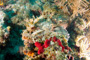 slides/IMG_9012_Edit.jpg BandTail SeaRobin, Coral Sea Fans Rocks, OkieDokie, Spearfishing Atlantic July 31 2010 IMG_9012_Edit