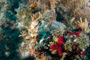 slides/IMG_9015_Edit.jpg BandTail SeaRobin, Coral Sea Fans Rocks, OkieDokie, Spearfishing Atlantic July 31 2010 IMG_9015_Edit