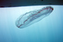 slides/IMG_9079_Edit.jpg Jellyfish, OkieDokie, Spearfishing Atlantic July 31 2010 IMG_9079_Edit
