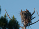 slides/IMG_3731.jpg Osprey IMG_3731