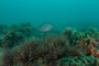 slides/_MG_0432.jpg Coral Sea Fans Rocks, Hogfish _MG_0432