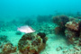 slides/_MG_0438_Edit.jpg Coral Sea Fans Rocks, Hogfish _MG_0438_Edit