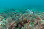 slides/_MG_0452_Edit.jpg Coral Sea Fans Rocks, Hogfish _MG_0452_Edit