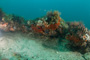 slides/_MG_0474.jpg Coral Sea Fans Rocks _MG_0474