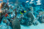 slides/_MG_0686.jpg Coral Sea Fans Rocks, Rock Beauty _MG_0686