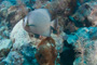 slides/_MG_0697.jpg Coral Sea Fans Rocks, Grey Angel _MG_0697