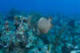 slides/_MG_0698.jpg Coral Sea Fans Rocks, Grey Angel _MG_0698