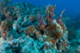 slides/_MG_0719.jpg Coral Sea Fans Rocks _MG_0719