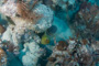 slides/_MG_0756.jpg Coral Sea Fans Rocks, Green Moray _MG_0756