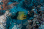 slides/_MG_0759.jpg Coral Sea Fans Rocks, Green Moray _MG_0759