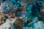 slides/_MG_0763.jpg Coral Sea Fans Rocks, Green Moray _MG_0763