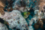 slides/_MG_0786.jpg Coral Sea Fans Rocks, Green Moray _MG_0786