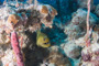 slides/_MG_0832.jpg Coral Sea Fans Rocks, Green Moray _MG_0832