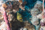 slides/_MG_0834.jpg Coral Sea Fans Rocks, Green Moray _MG_0834