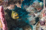 slides/_MG_0835.jpg Coral Sea Fans Rocks, Green Moray _MG_0835