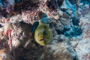 slides/_MG_0842.jpg Coral Sea Fans Rocks, Green Moray _MG_0842