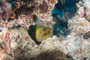 slides/_MG_0844.jpg Coral Sea Fans Rocks, Green Moray _MG_0844