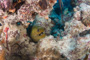 slides/_MG_0847.jpg Coral Sea Fans Rocks, Green Moray _MG_0847