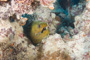 slides/_MG_0848.jpg Coral Sea Fans Rocks, Green Moray _MG_0848