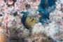 slides/_MG_0849.jpg Coral Sea Fans Rocks, Green Moray _MG_0849