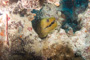 slides/_MG_0854.jpg Coral Sea Fans Rocks, Green Moray _MG_0854