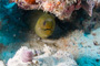 slides/_MG_0914.jpg Coral Sea Fans Rocks, Green Moray _MG_0914