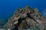 slides/_MG_0956.jpg Coral Sea Fans Rocks _MG_0956