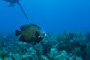 slides/_MG_0974.jpg Coral Sea Fans Rocks, French Angel _MG_0974