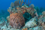 slides/_MG_0985.jpg Coral Sea Fans Rocks _MG_0985