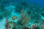 slides/_MG_1007.jpg Coral Sea Fans Rocks, Trunkfish _MG_1007