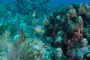 slides/_MG_1013.jpg Butterflyfish, Coral Sea Fans Rocks, Parrotfish, Queen Angel _MG_1013