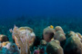 slides/_MG_1026.jpg Chrstmas Tree Worm, Coral Sea Fans Rocks _MG_1026