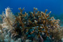 slides/_MG_1036.jpg Coral Sea Fans Rocks, Staghorn _MG_1036