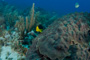 slides/_MG_1044.jpg Butterflyfish, Coral Sea Fans Rocks, Rock Beauty _MG_1044