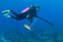 slides/_MG_1077.jpg Coral Sea Fans Rocks, Debbie, Hogfish _MG_1077