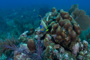 slides/_MG_1081.jpg Coral Sea Fans Rocks, Queen Angel _MG_1081